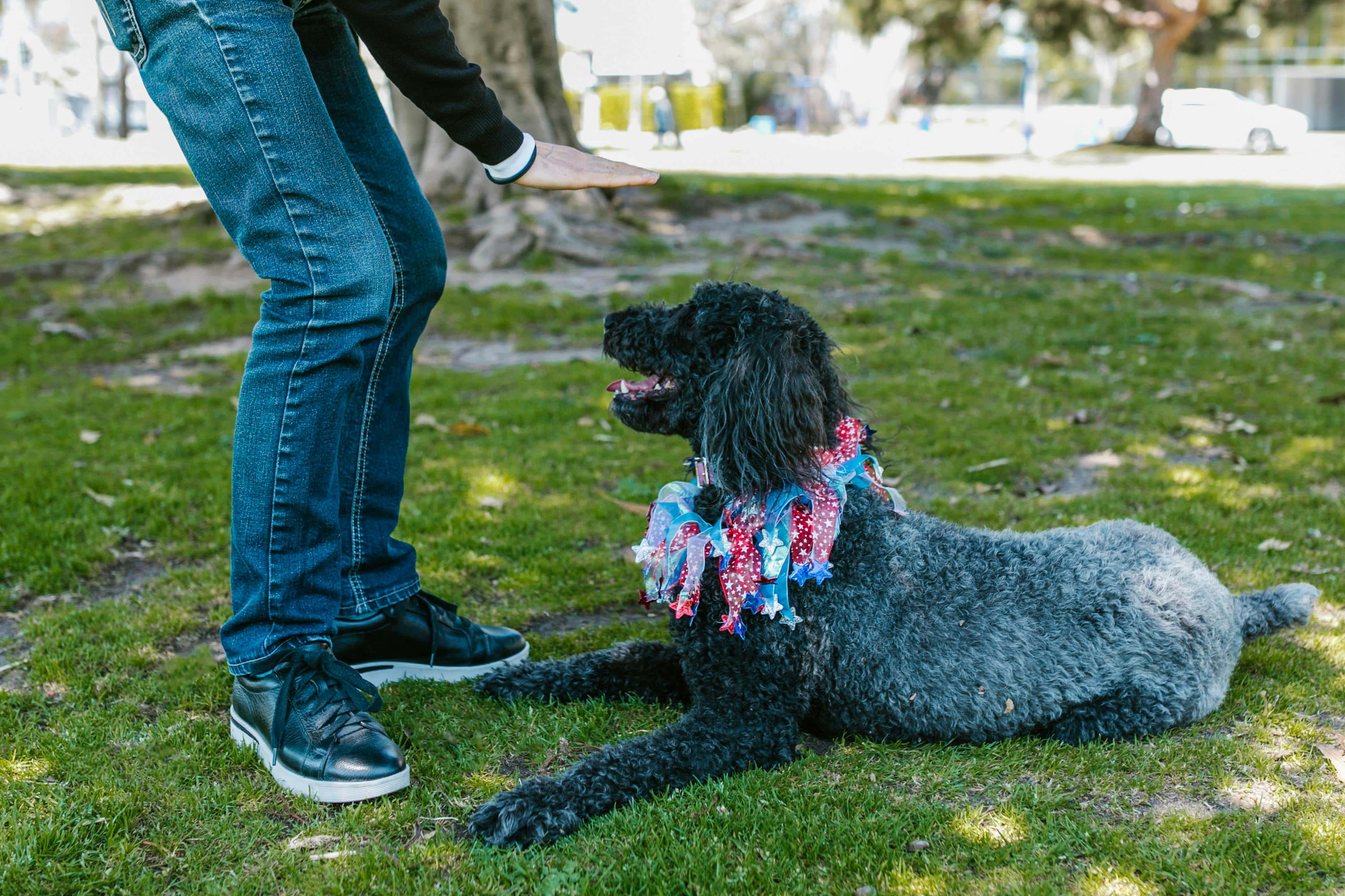 Standard Poodle in training