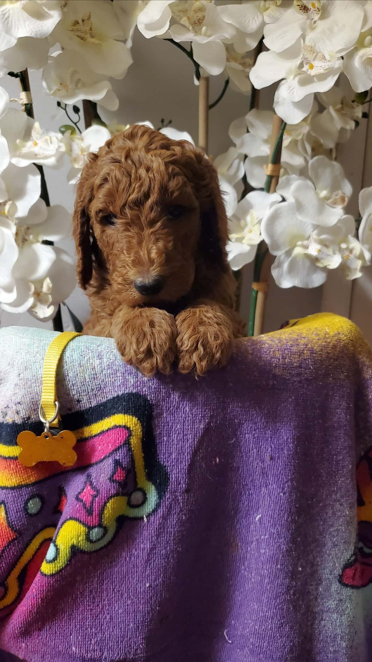 Gracie X Braze - Red Standard Poodles - May 2023