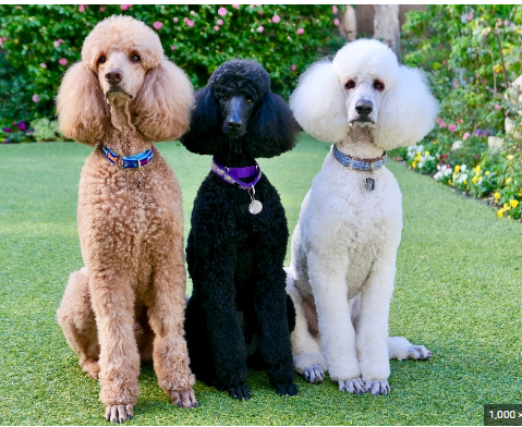 Three Standard Poodles sitting on the grass. One red, one black and the other white