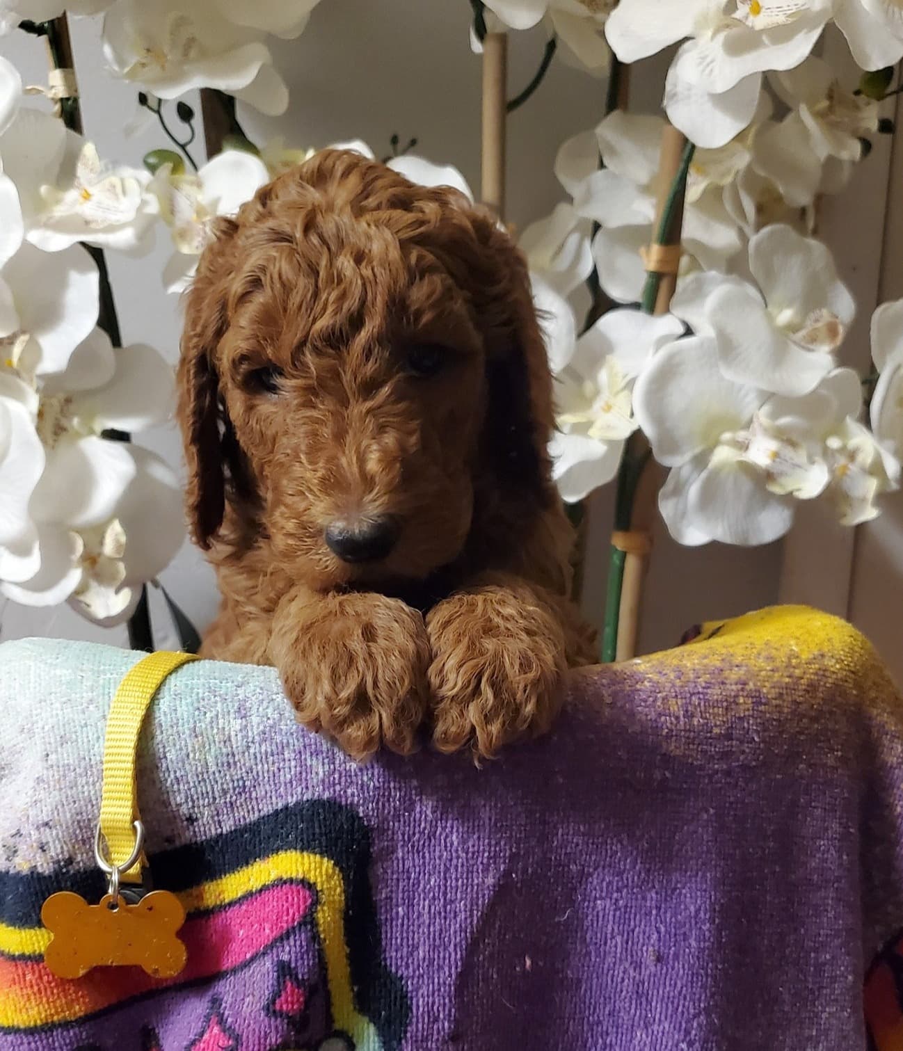 Red Standard Poodle baby puppy looking over a towel