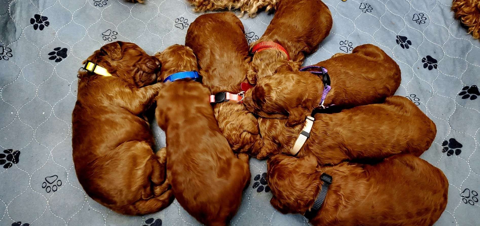 Red Standard Poodle Puppies laying on a rug